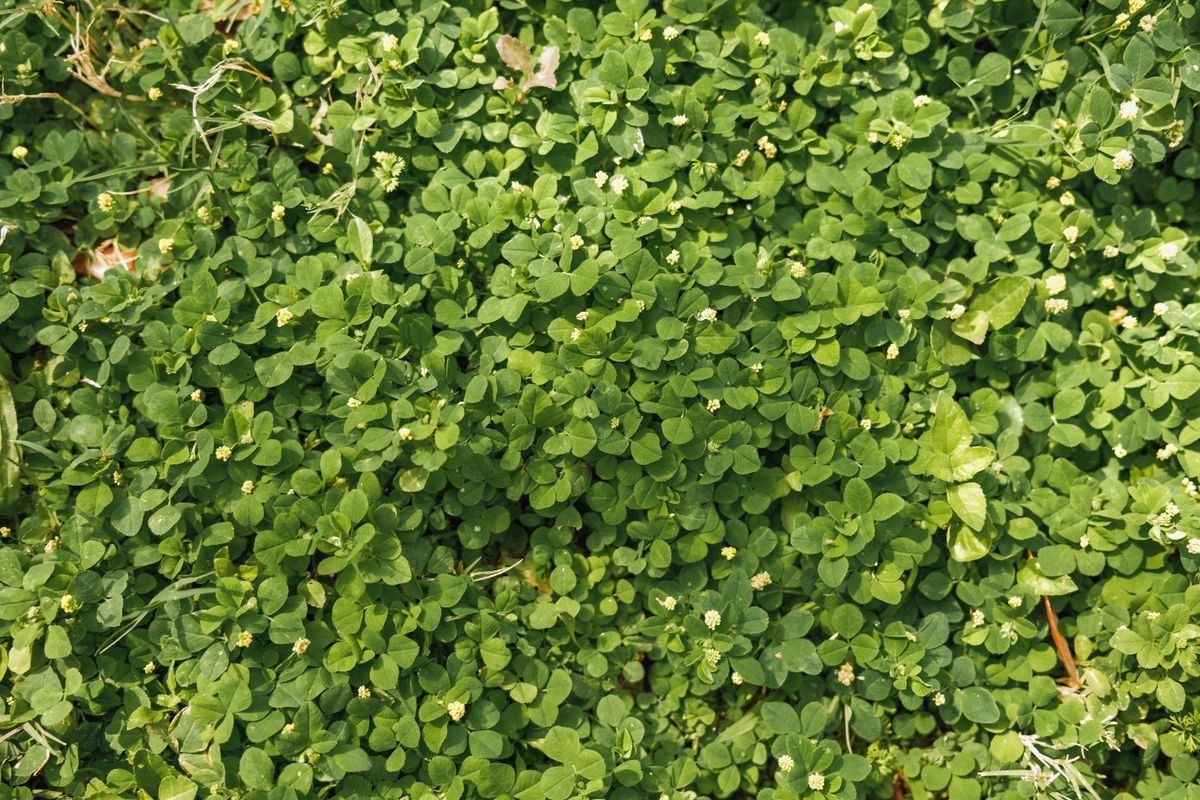 Vibrant green clover leaves covering the ground in a garden