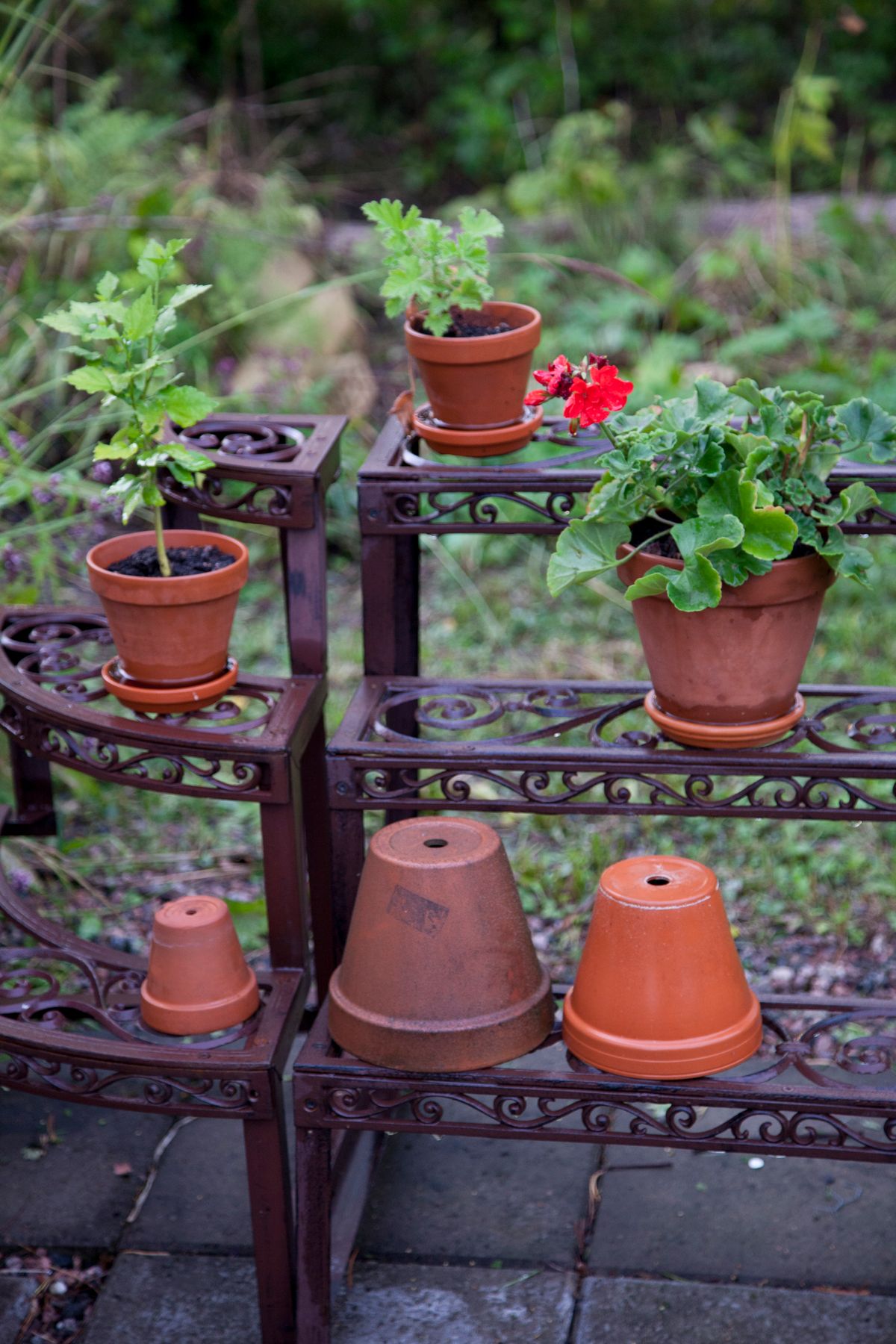 Terracotta pots with plants on ornate metal shelving