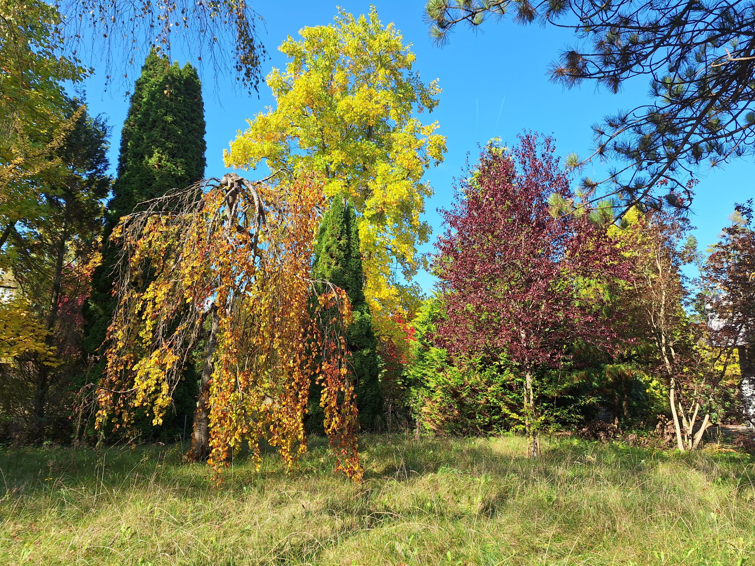 7 Fall Garden Ideas That Actually Last 8 Colorful autumn garden with plants at different bloom stages