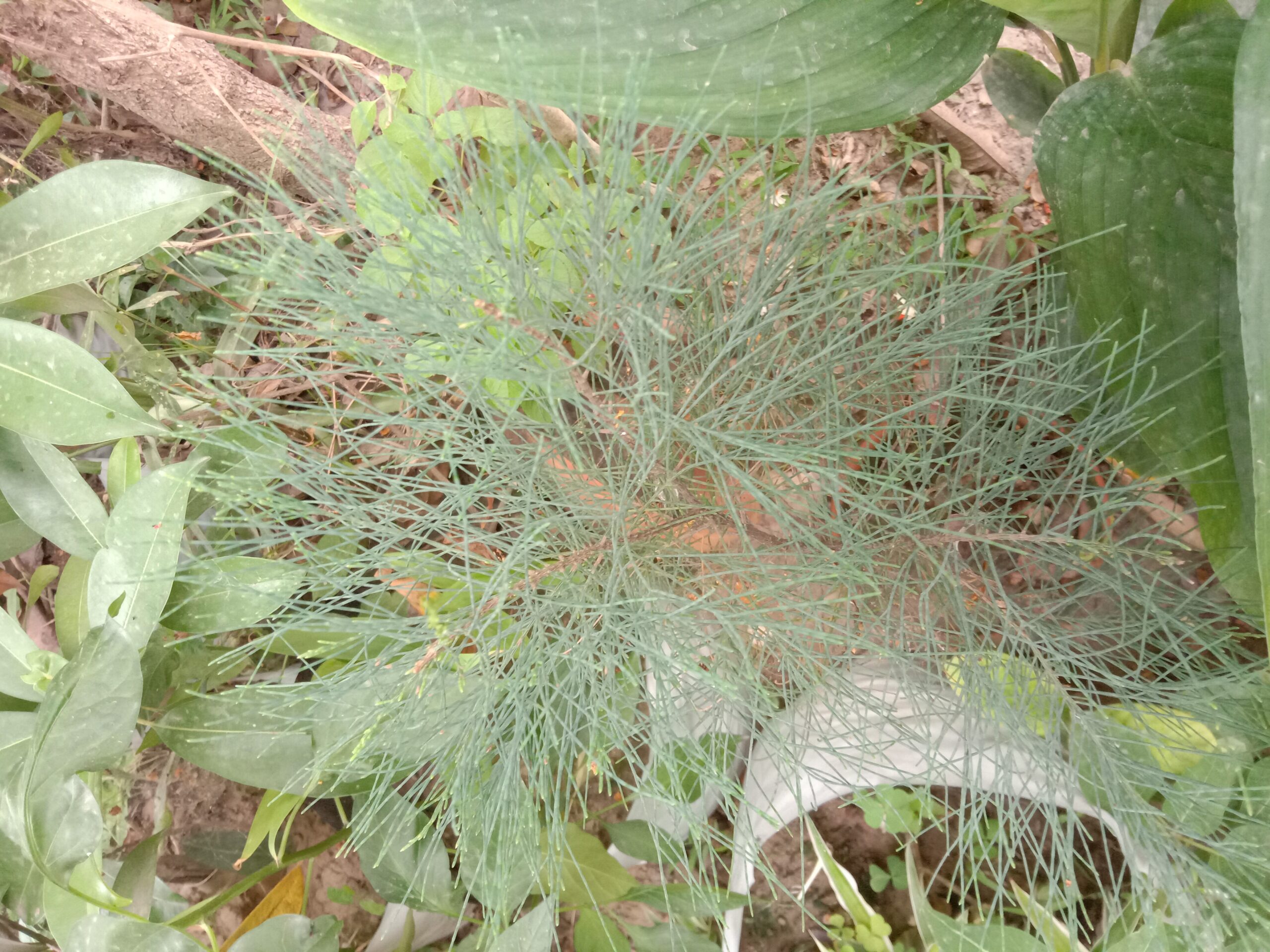 7 Fall Garden Ideas That Actually Last 2 Ornamental grasses swaying in a garden bed