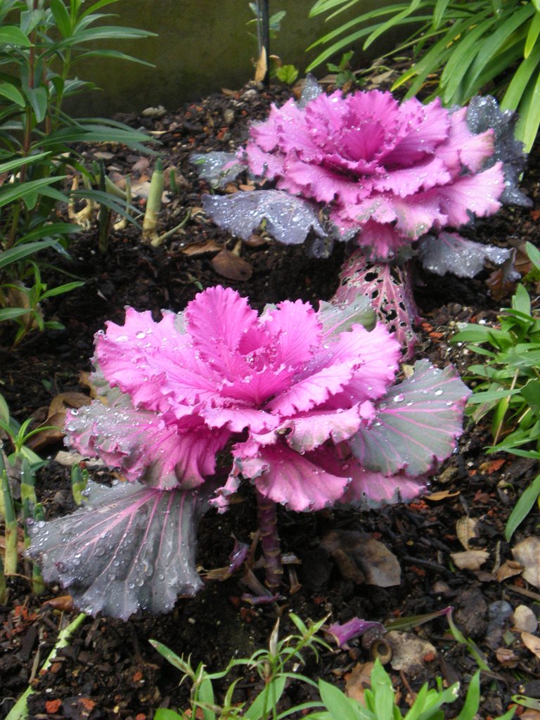7 Fall Garden Ideas That Actually Last 5 Ornamental kale plant with colorful ruffled leaves