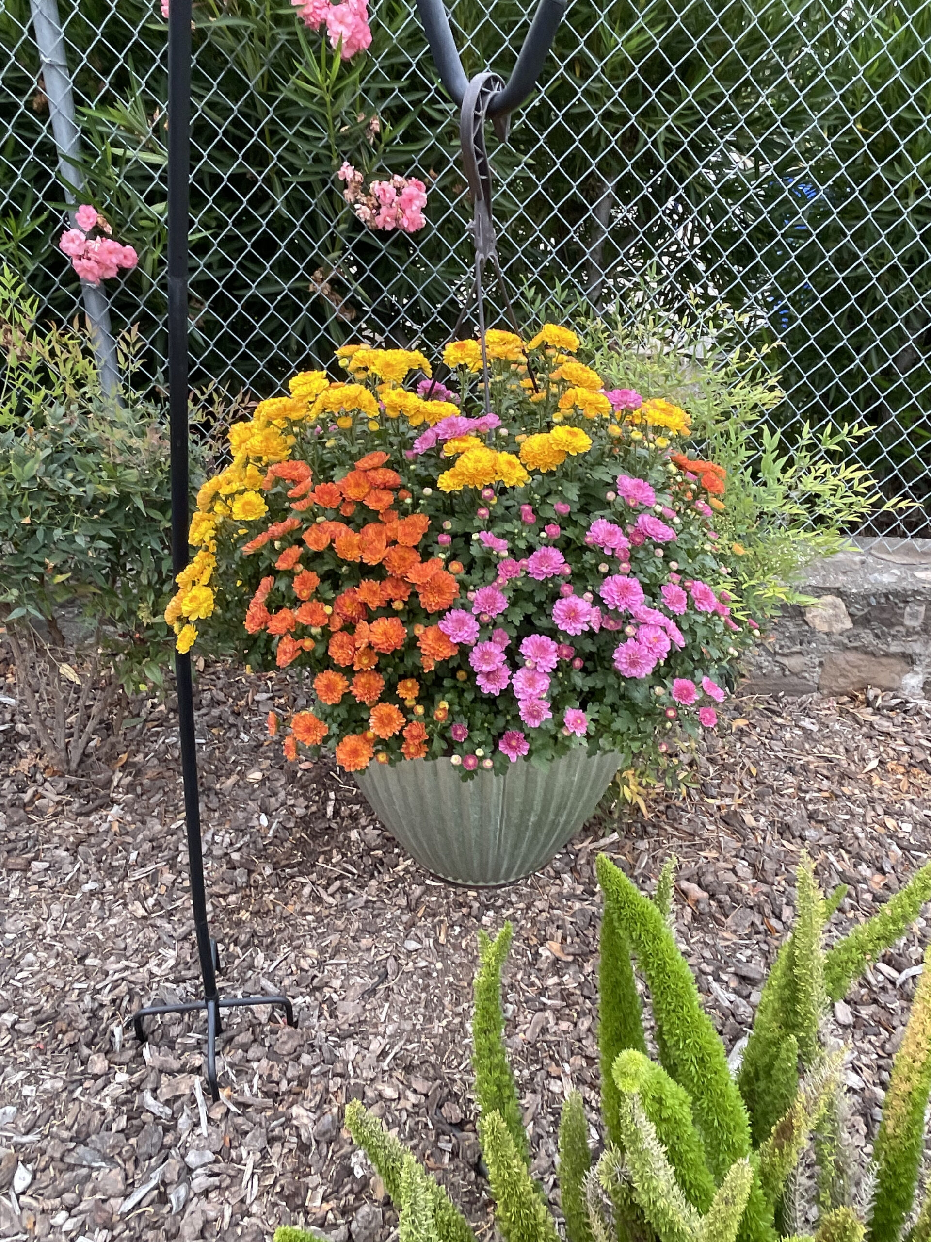 7 Fall Garden Ideas That Actually Last 3 Chrysanthemum flowers blooming in a garden