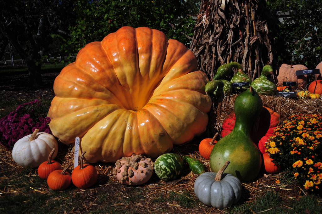 7 Fall Garden Ideas That Actually Last 4 Assorted pumpkins and gourds displayed outdoors