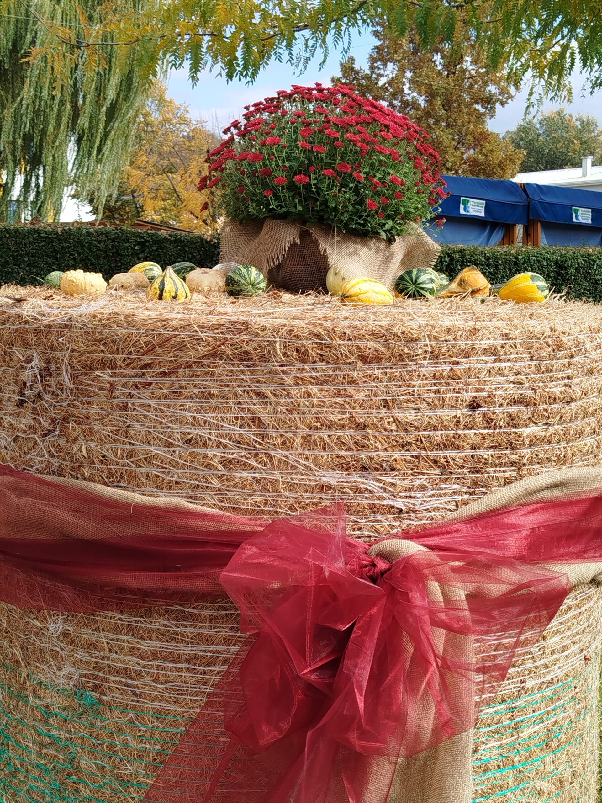 Hay bale decorated with mixed gourds and a potted mum, photo by Zeljka Malkoc via Pexels