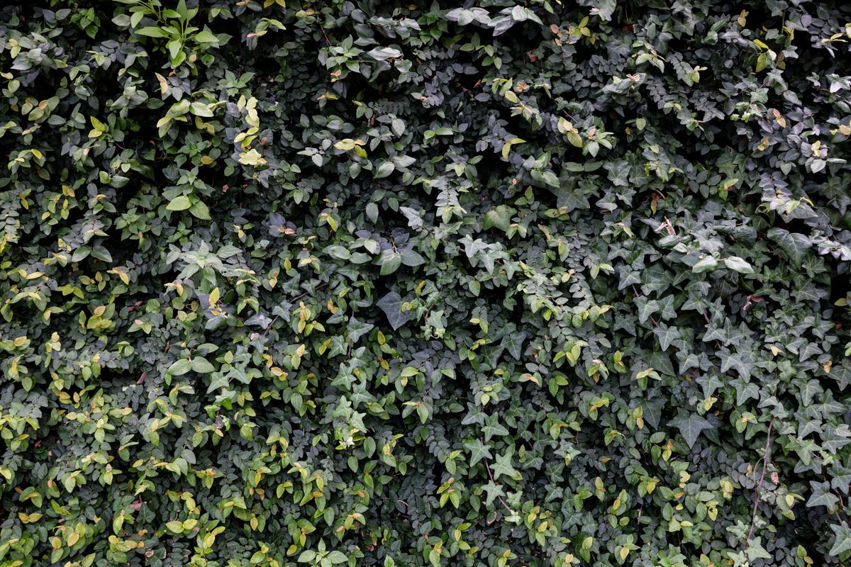 Dense green ivy leaves creating a natural textured wall