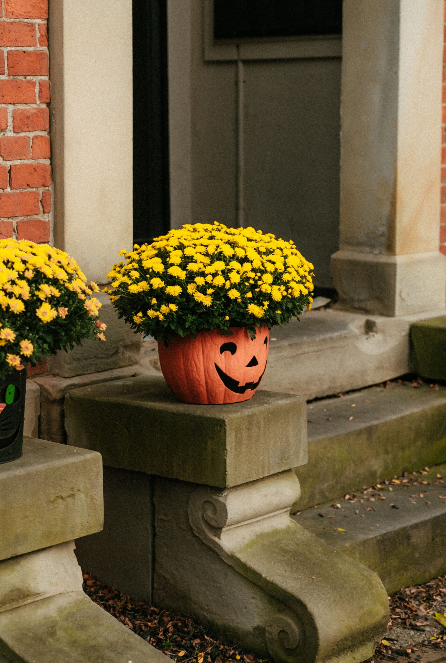 Jack-o-lantern shaped planter filled with yellow mums on stone porch steps, photo by Taylor Thompson via Pexels
