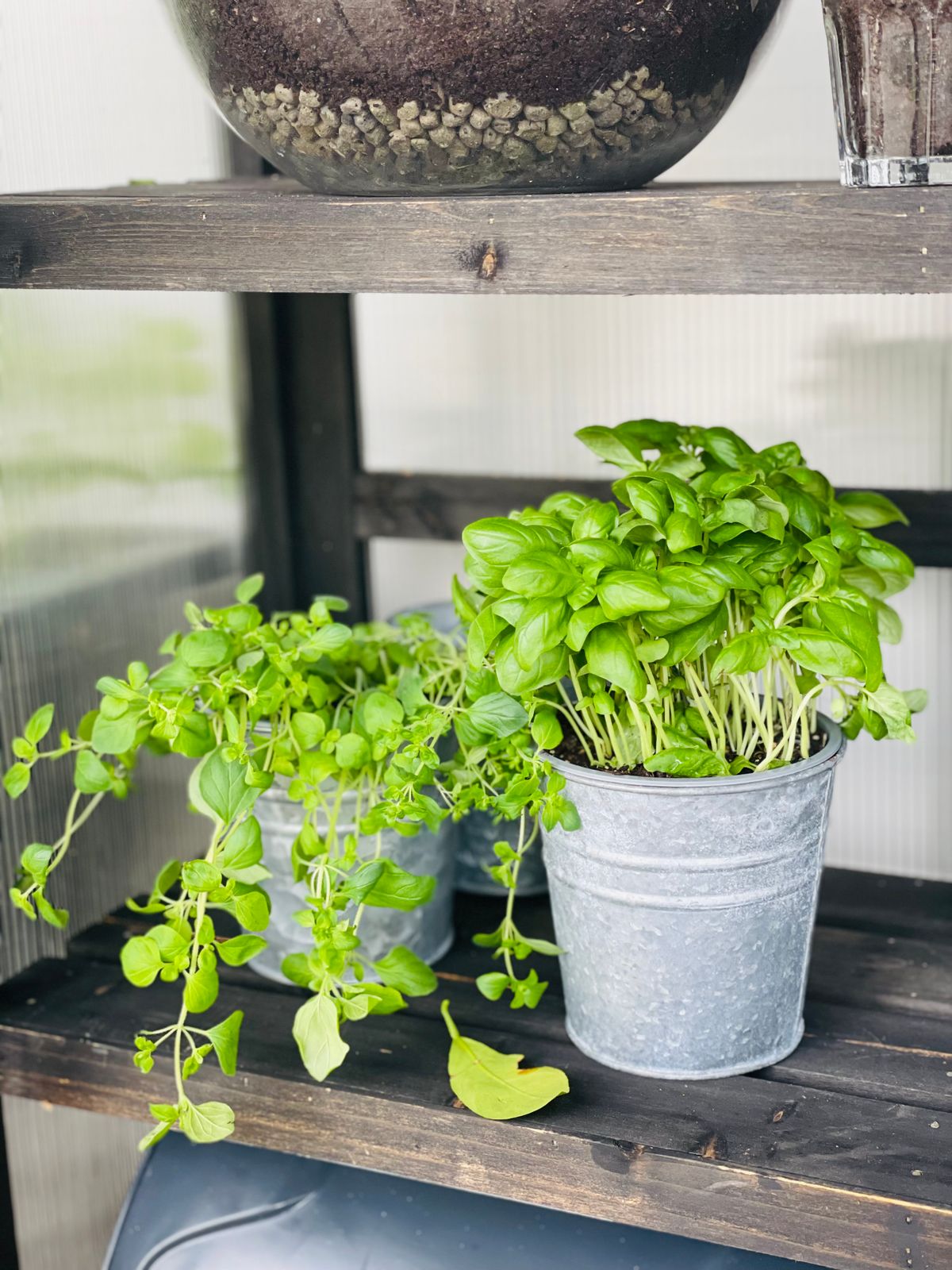 Lush green basil and oregano plants in metal pots on a shelf