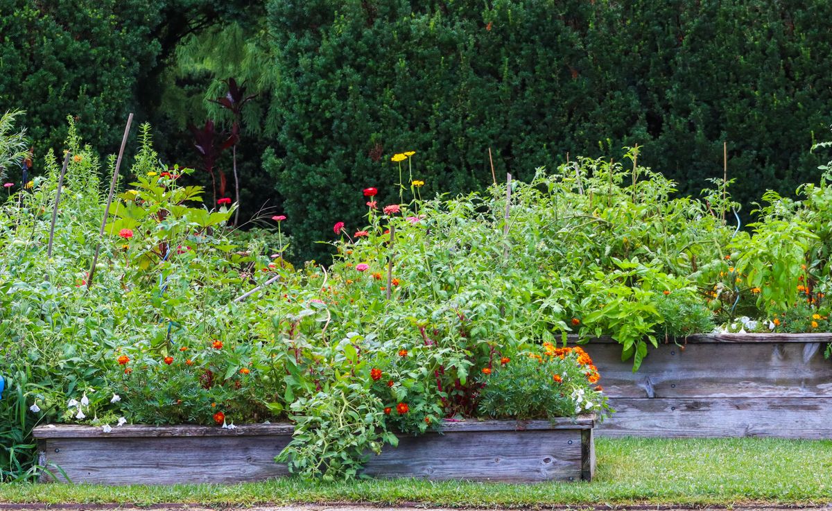 Vibrant raised garden beds filled with diverse plants and flowers