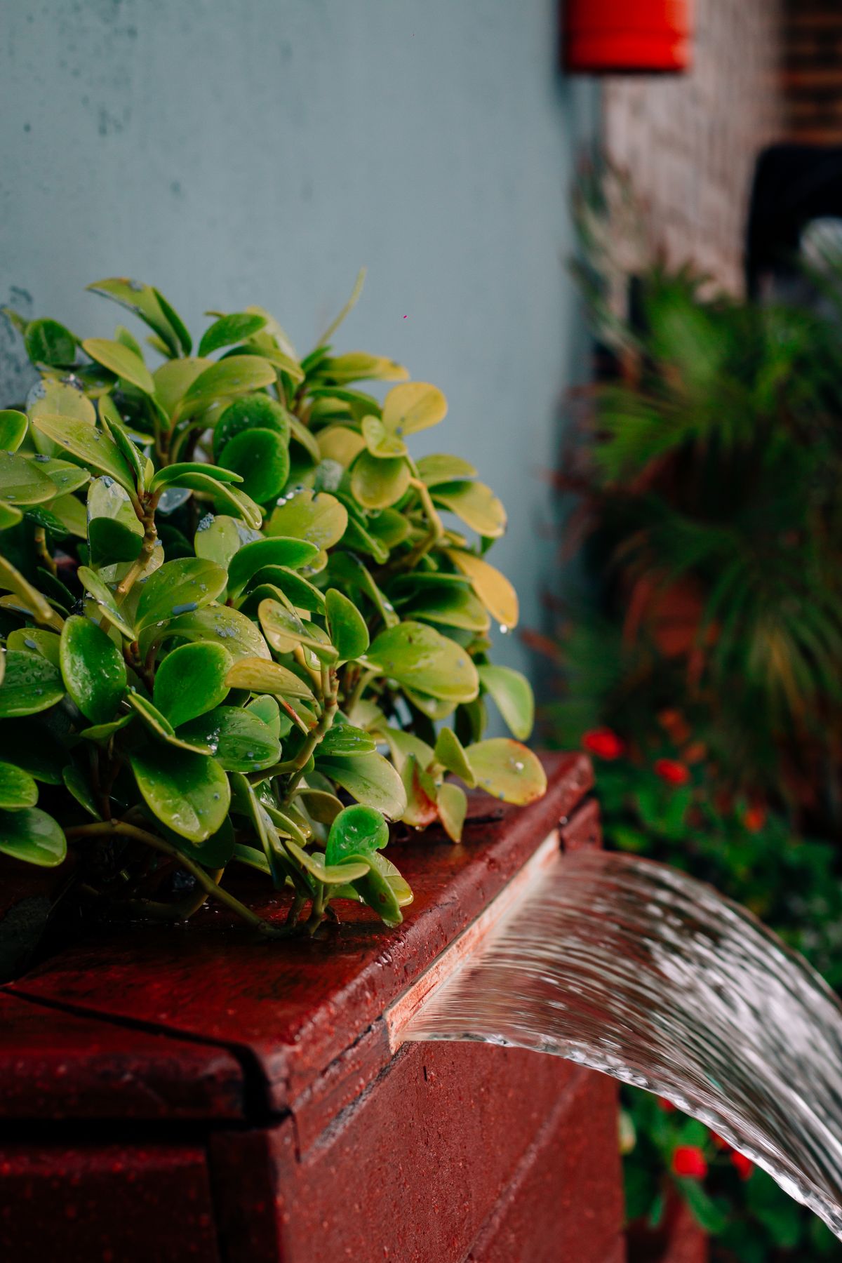 Green plant beside a flowing water fountain in a garden