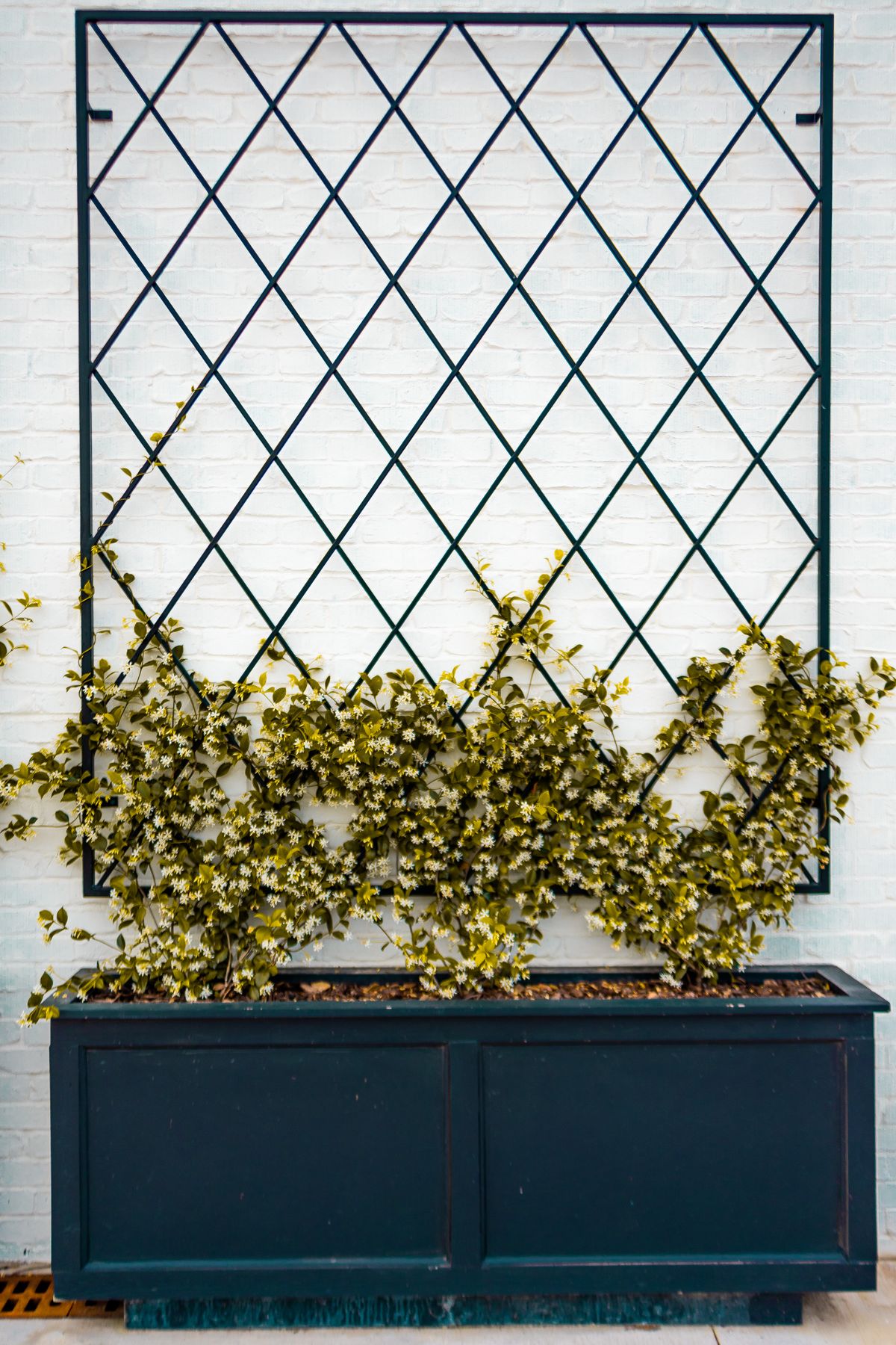 Outdoor trellis with flowering plants against a wall
