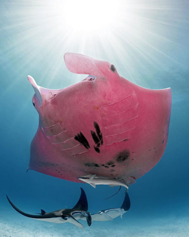 pink manta ray